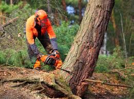 Best Leaf Removal  in Buffalo, OK