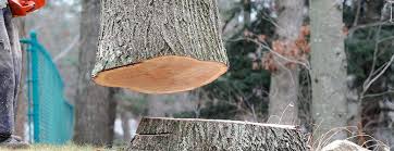 Best Tree Trimming and Pruning  in Buffalo, OK