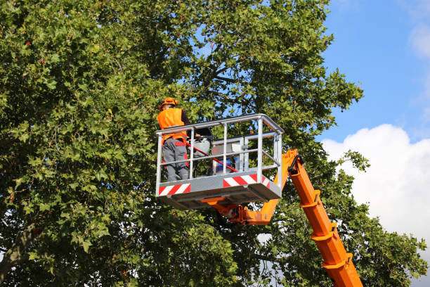 Best Arborist Consultation Services  in Buffalo, OK