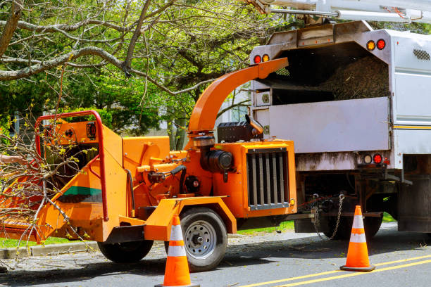 Best Hazardous Tree Removal  in Buffalo, OK