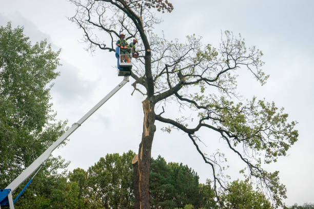 Best Commercial Tree Services  in Buffalo, OK
