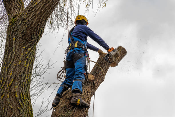 Best Fruit Tree Pruning  in Buffalo, OK