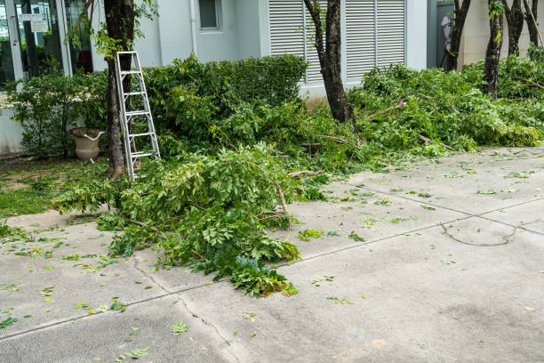 Best Emergency Tree Removal  in Buffalo, OK