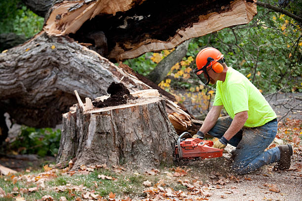 Best Firewood Processing and Delivery  in Buffalo, OK