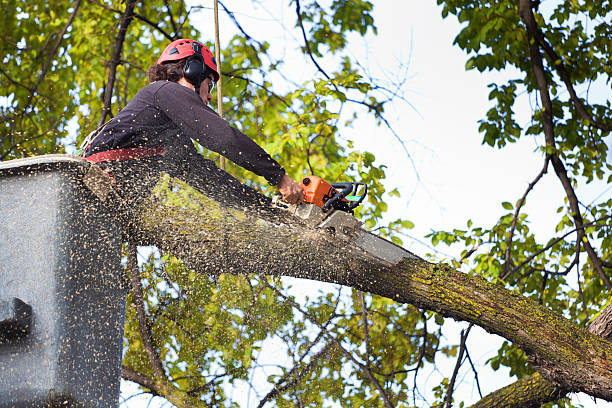 Best Storm Damage Tree Cleanup  in Buffalo, OK