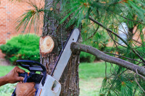 How Our Tree Care Process Works  in  Buffalo, OK